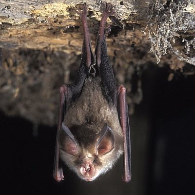 Current Issue Evolutionary Ecology Research