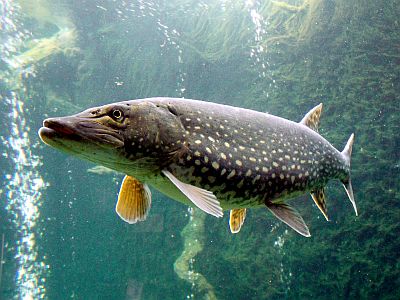 Current Issue Evolutionary Ecology Research